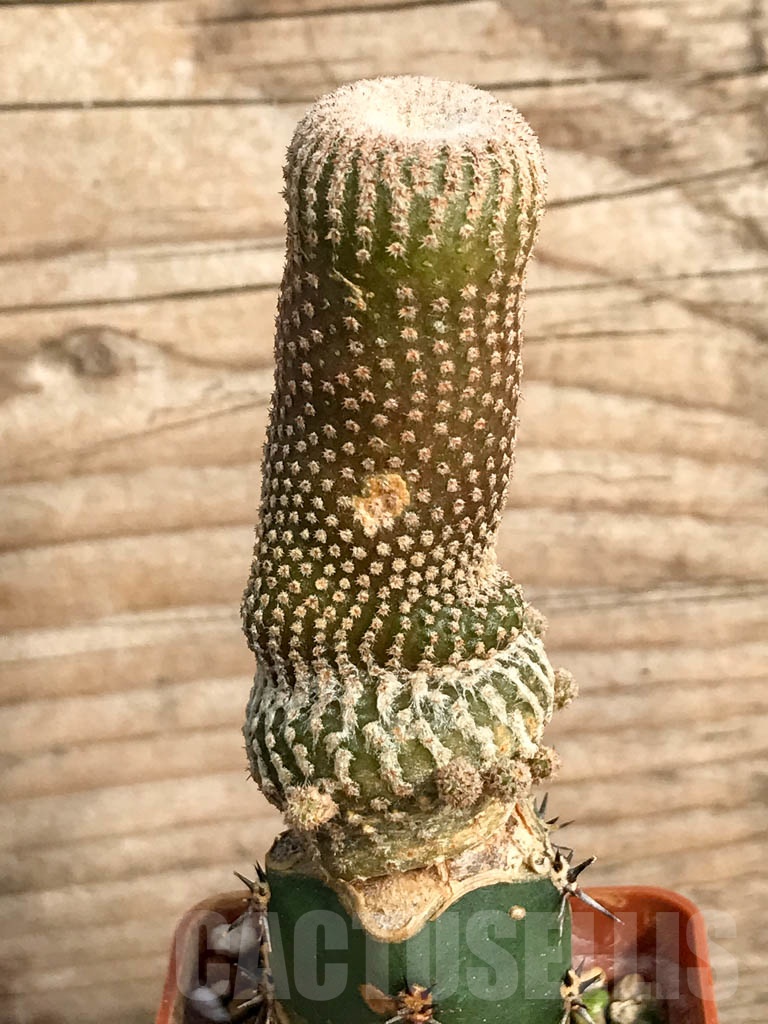 SHPR8849 Yavia cryptocarpa - Obrázek 4