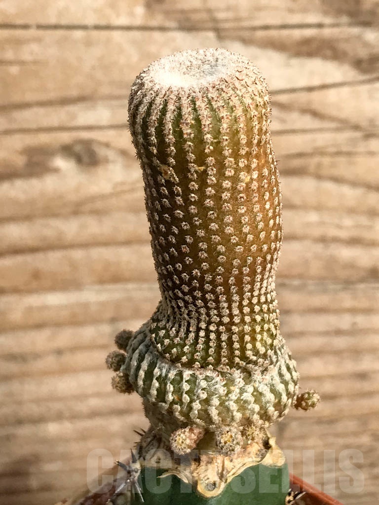 SHPR8849 Yavia cryptocarpa