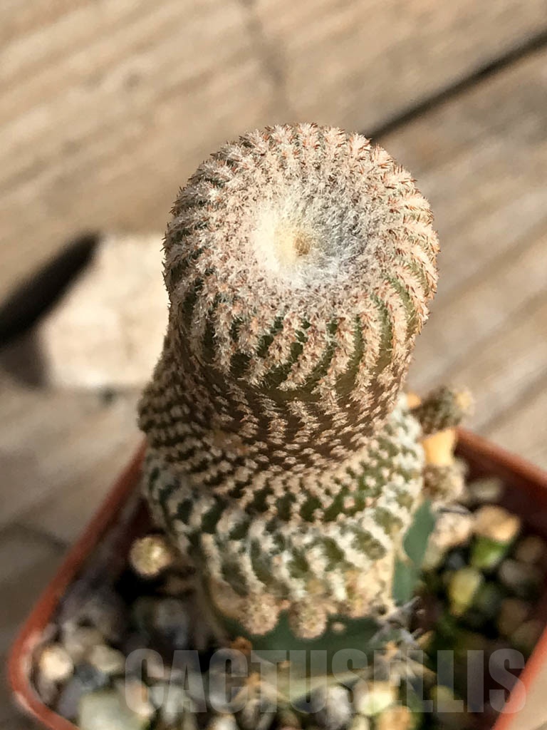 SHPR8849 Yavia cryptocarpa - Obrázek 2