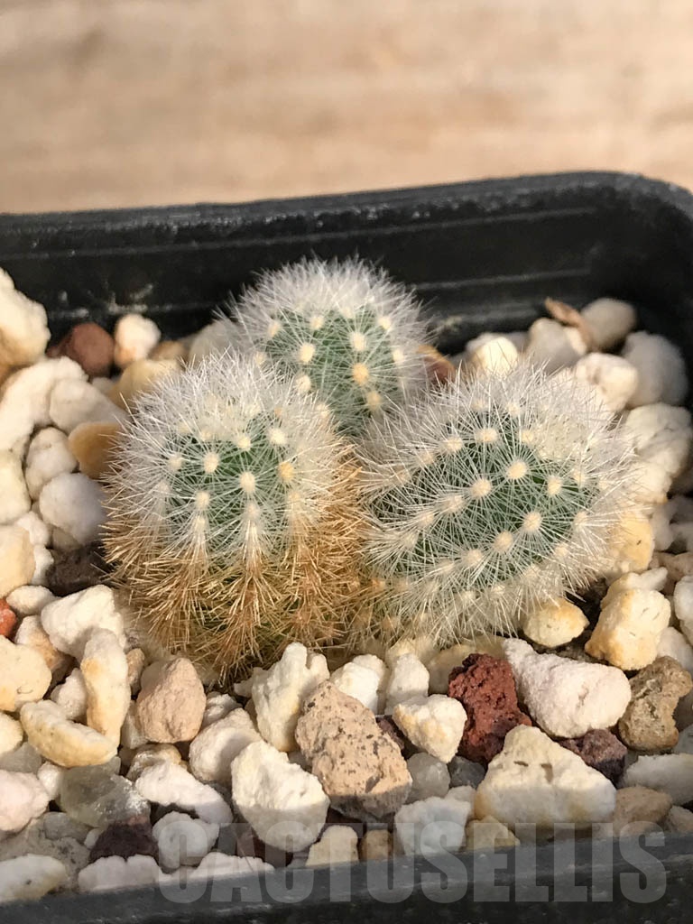 SHPR8890 Pygmaeocereus rowleyanus