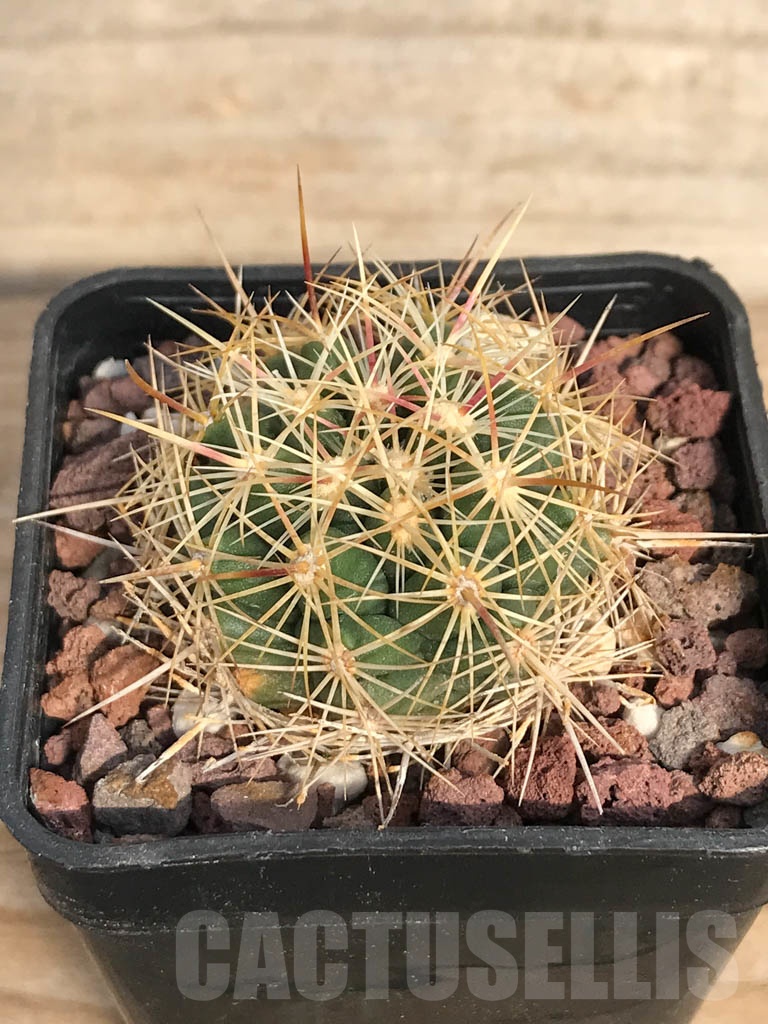 SHPR8892 Thelocactus bicolor subs. bolaensis - Obrázek 2