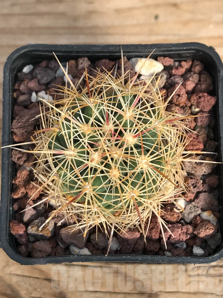 SHPR8892 Thelocactus bicolor subs. bolaensis