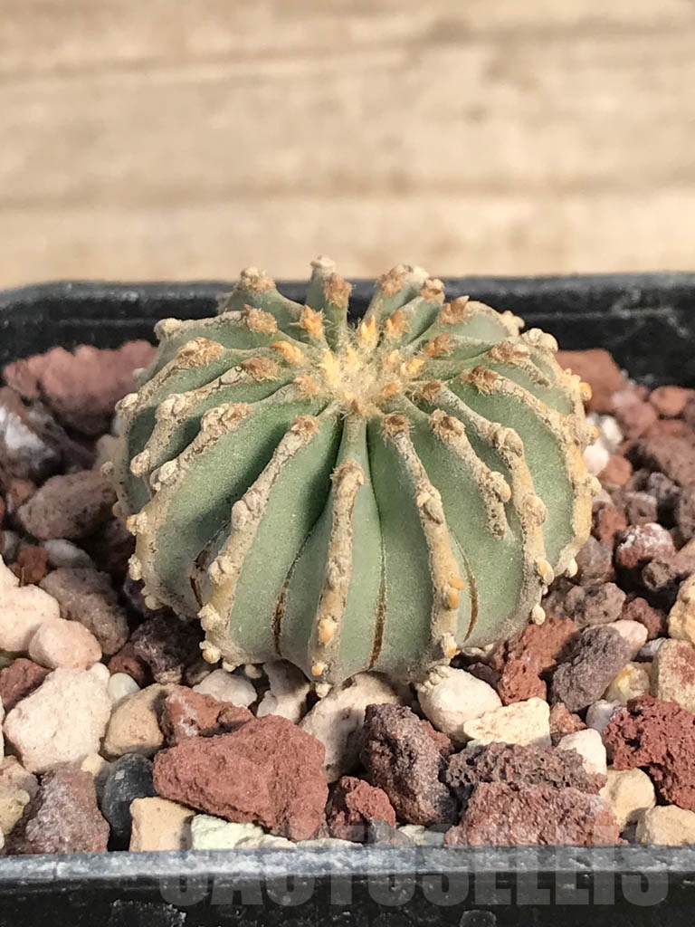 SHPR8893 Geohintonia mexicana, own roots