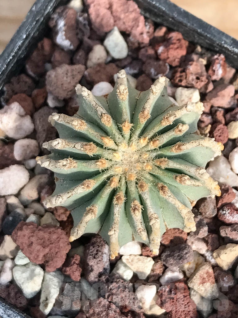 SHPR8893 Geohintonia mexicana, own roots - Obrázek 3