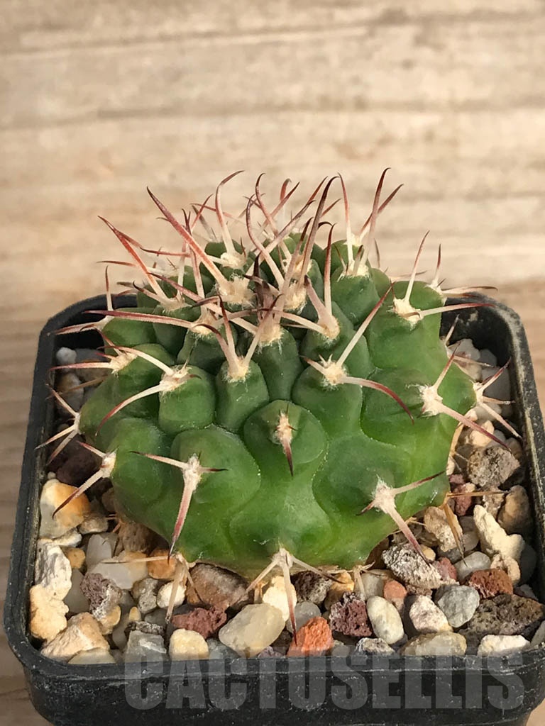 SHPR8894 Gymnocalycium schickendantzii - Image 2