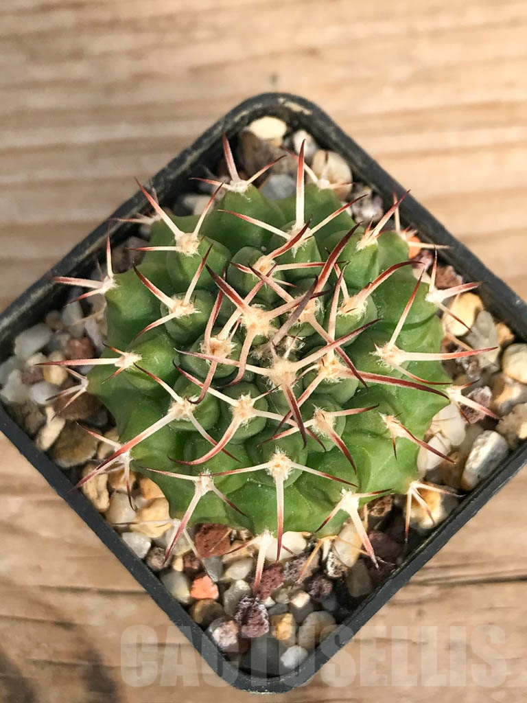 SHPR8894 Gymnocalycium schickendantzii