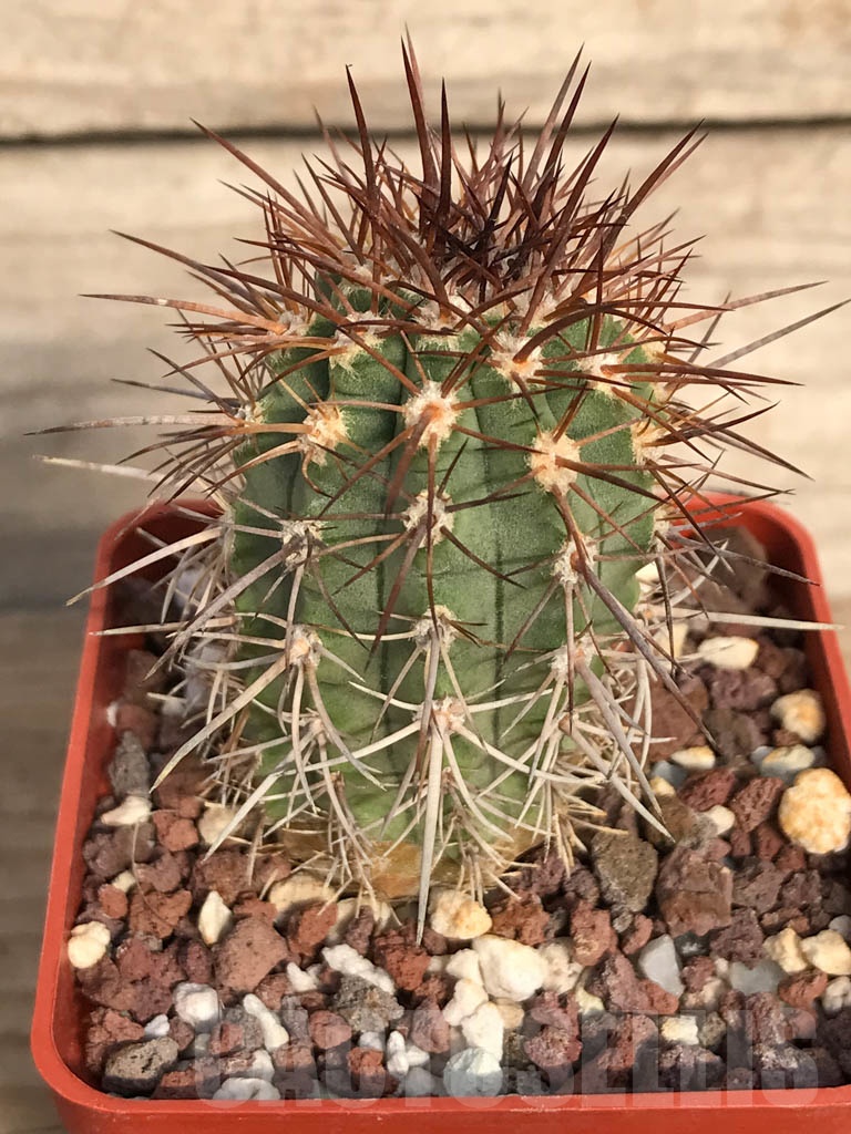 SHPR8897 Neoporteria coimasensis RUS 191, Combarbala, Chile