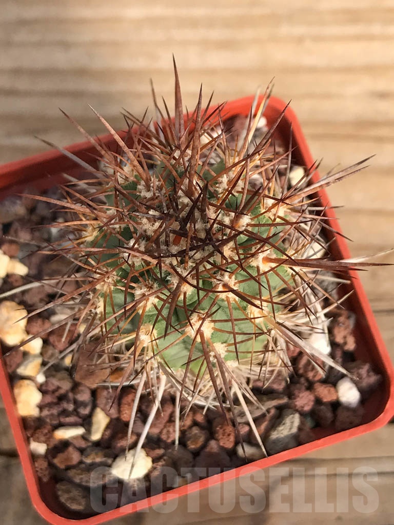 SHPR8897 Neoporteria coimasensis RUS 191, Combarbala, Chile - immagine 3