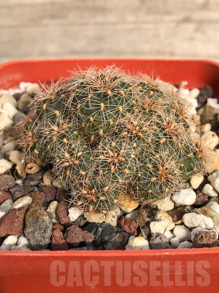 SHPR8899 Sulcorebutia steinbachii