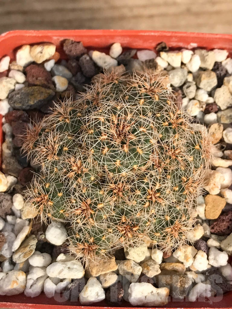 SHPR8899 Sulcorebutia steinbachii - Image 3