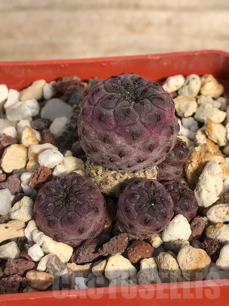 SHPR8900 Sulcorebutia rauschii - Image 2