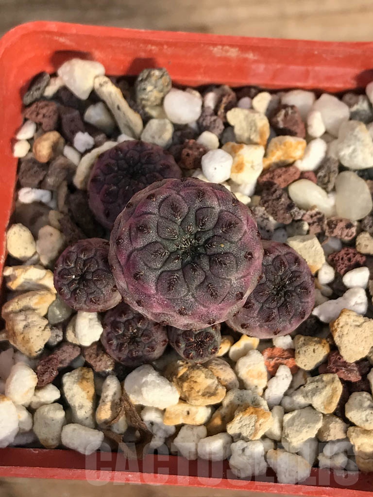 SHPR8900 Sulcorebutia rauschii