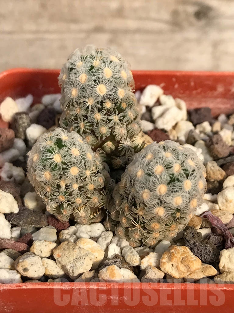 SHPR8903 Mammillaria theresae