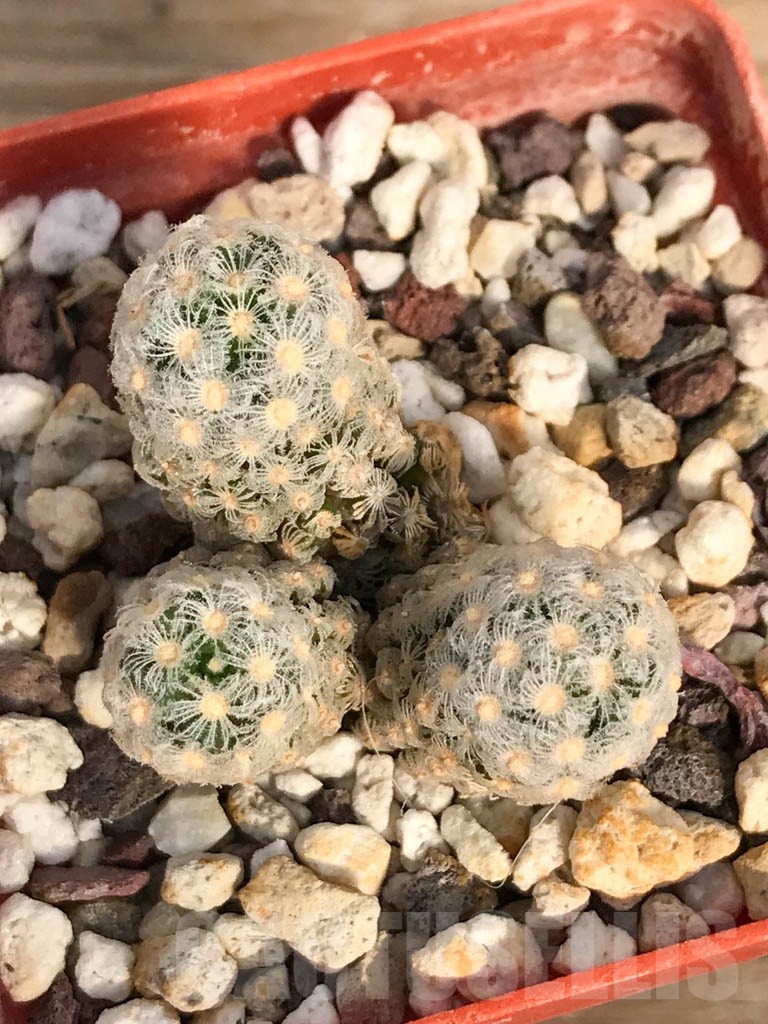 SHPR8903 Mammillaria theresae - Image 3