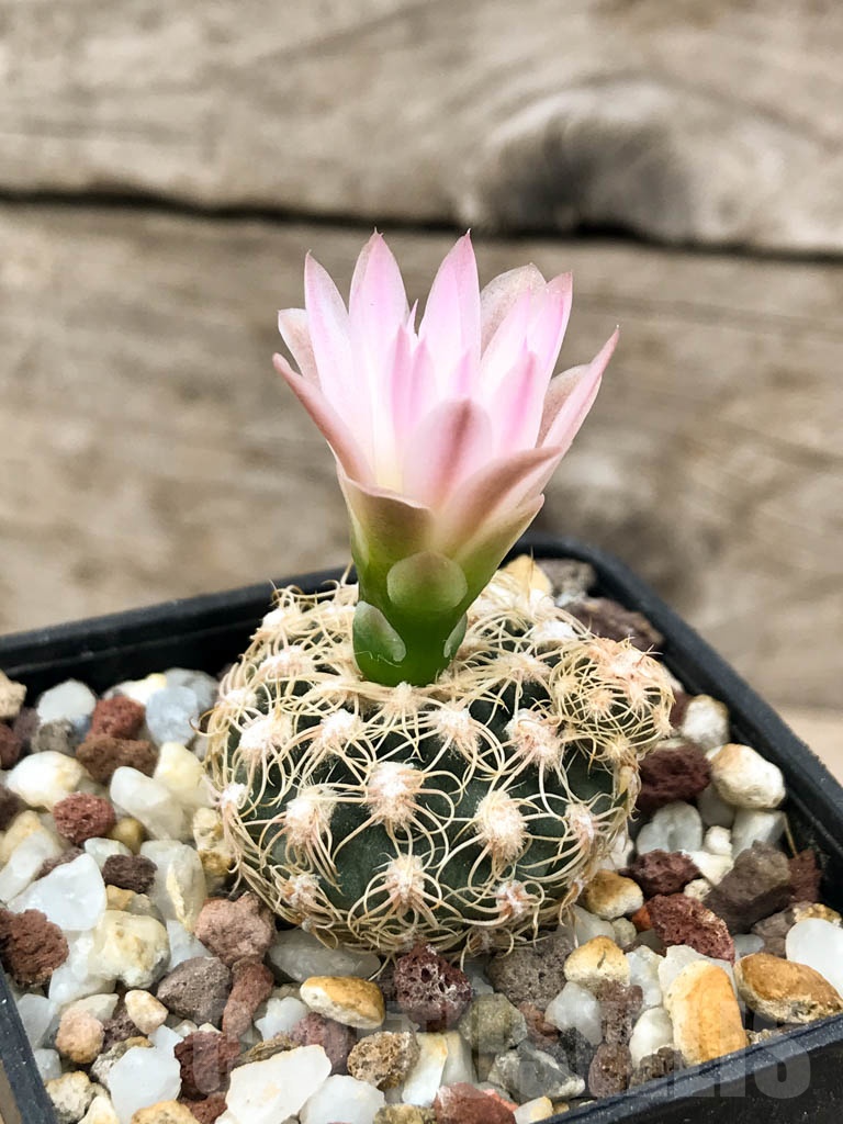 SHPR8904 Gymnocalycium bruchii