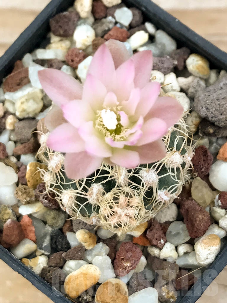 SHPR8904 Gymnocalycium bruchii – Image 3