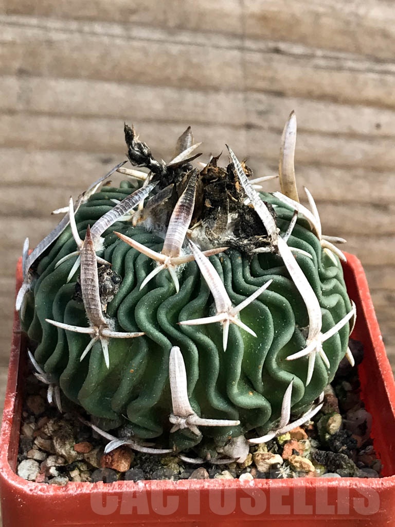 SHPR8906 Echinofossulocactus phyllacanthus - Image 2