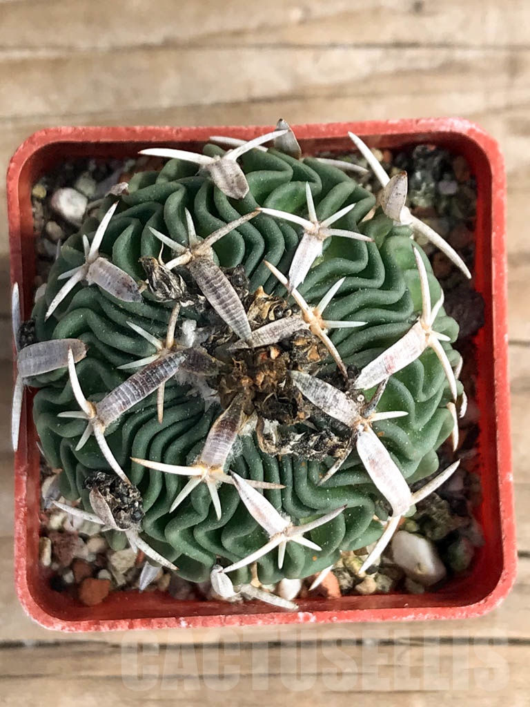 SHPR8906 Echinofossulocactus phyllacanthus - Image 3