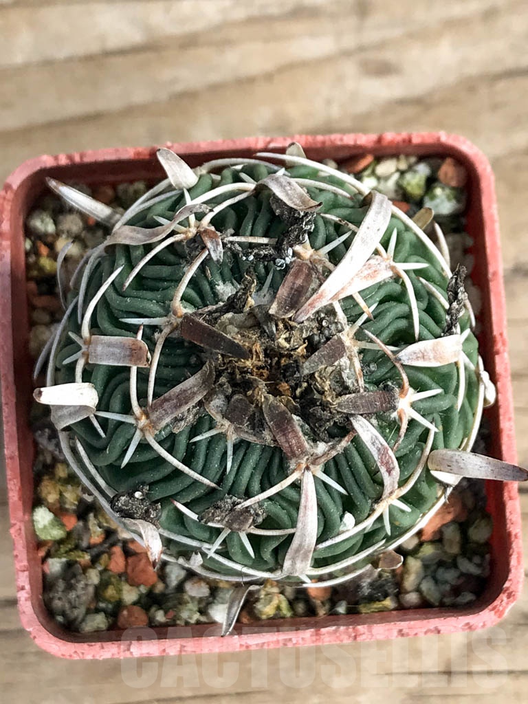 SHPR8906 Echinofossulocactus phyllacanthus - Image 4