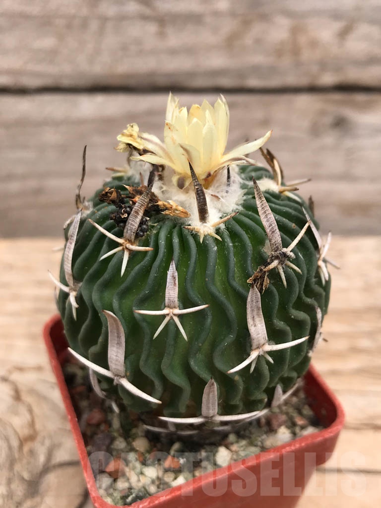 SHPR8906 Echinofossulocactus phyllacanthus