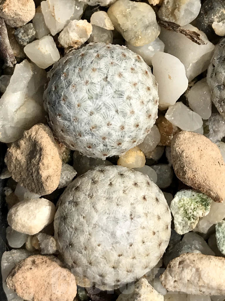 SHPR8910 Mammillaria breviplumosa, own roots - Image 2