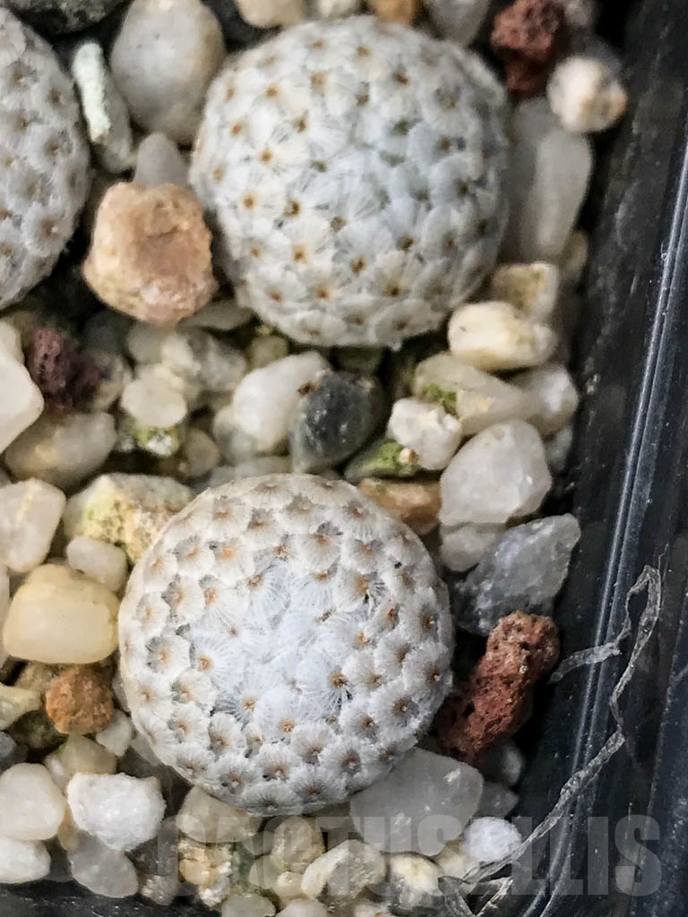 SHPR8910 Mammillaria breviplumosa, own roots - Image 3