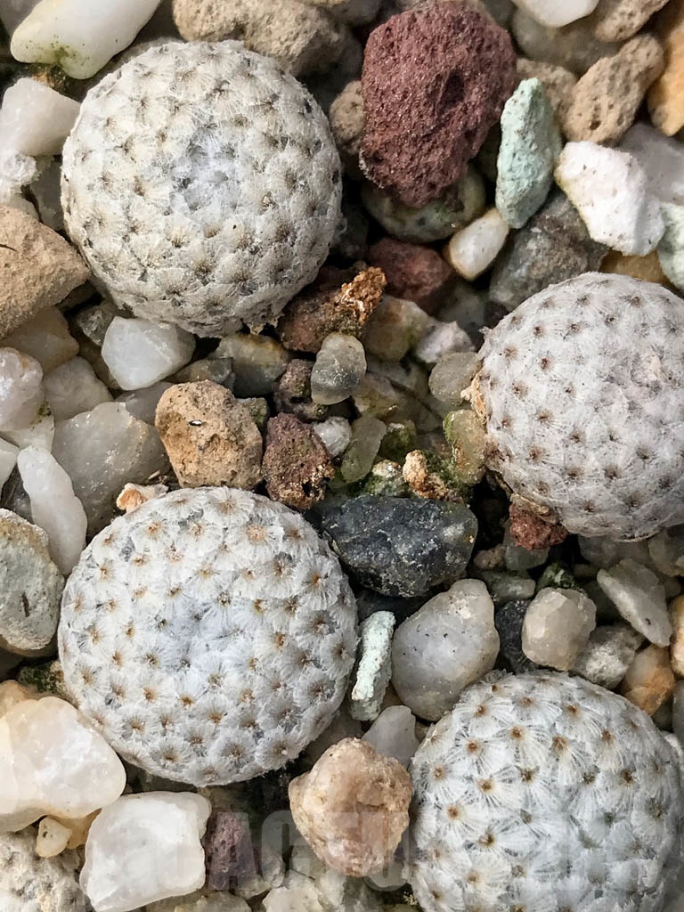 SHPR8910 Mammillaria breviplumosa, own roots - Image 4
