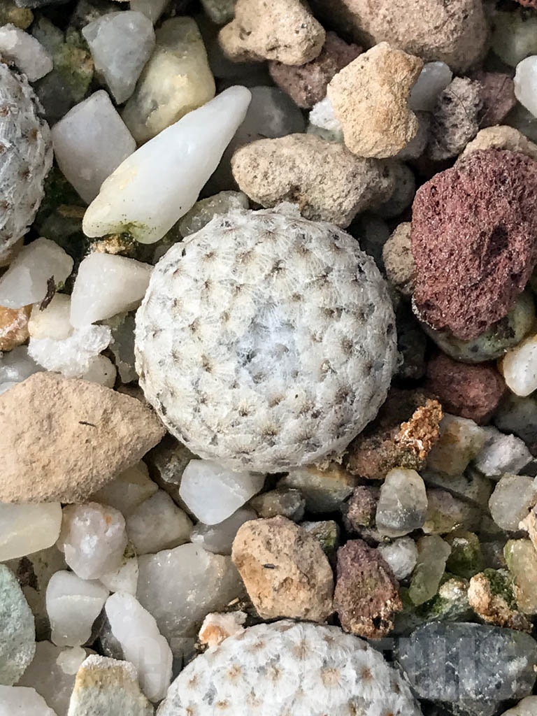 SHPR8910 Mammillaria breviplumosa, own roots - Image 5