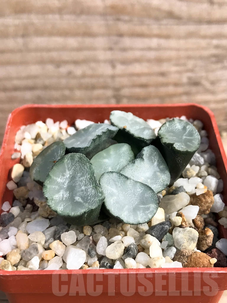 SHPR8917 Haworthia maughanii 'Magic Mirror Vientiane' - Obrázek 2