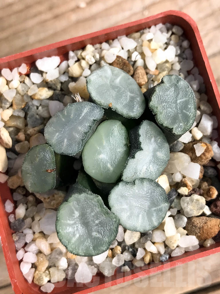 SHPR8917 Haworthia maughanii 'Magic Mirror Vientiane'