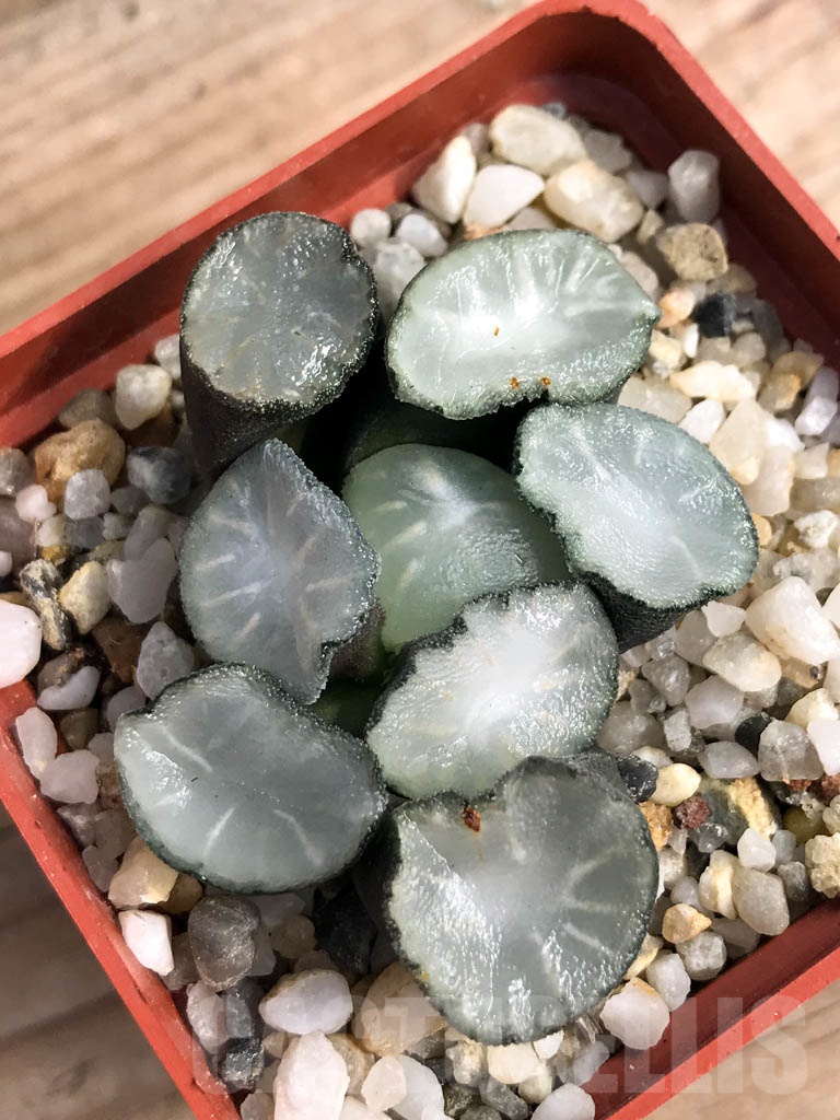 SHPR8917 Haworthia maughanii 'Magic Mirror Vientiane' - Obrázek 4