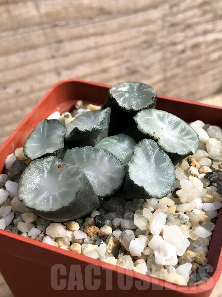SHPR8917 Haworthia maughanii 'Magic Mirror Vientiane' - Obrázek 5