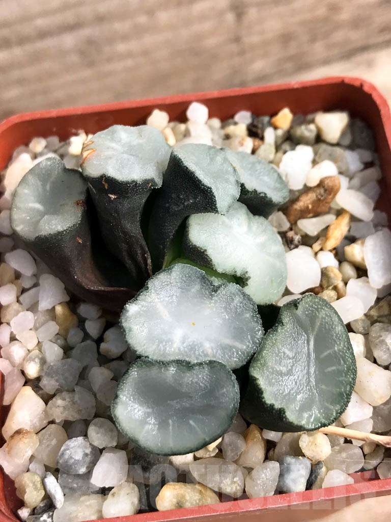 SHPR8917 Haworthia maughanii 'Magic Mirror Vientiane' - Obrázek 6