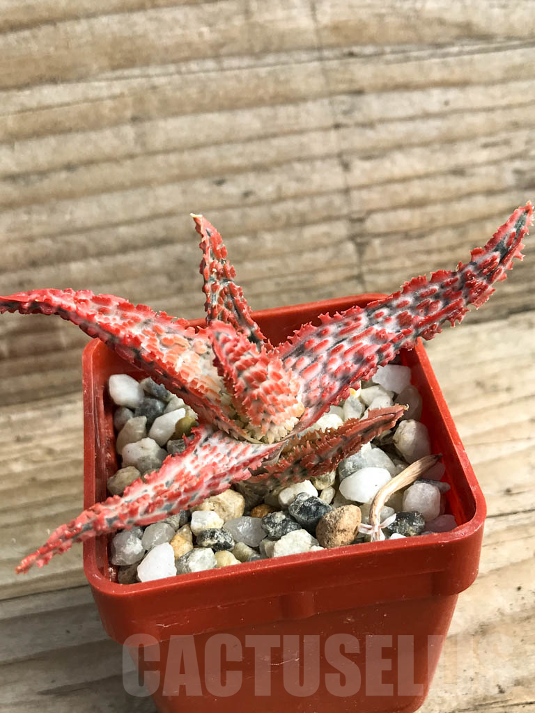 SHPR8922 Aloe TST hybrid