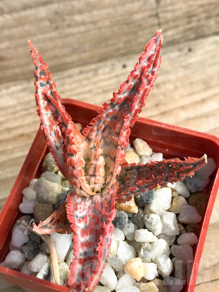 SHPR8922 Aloe TST hybrid - Image 2