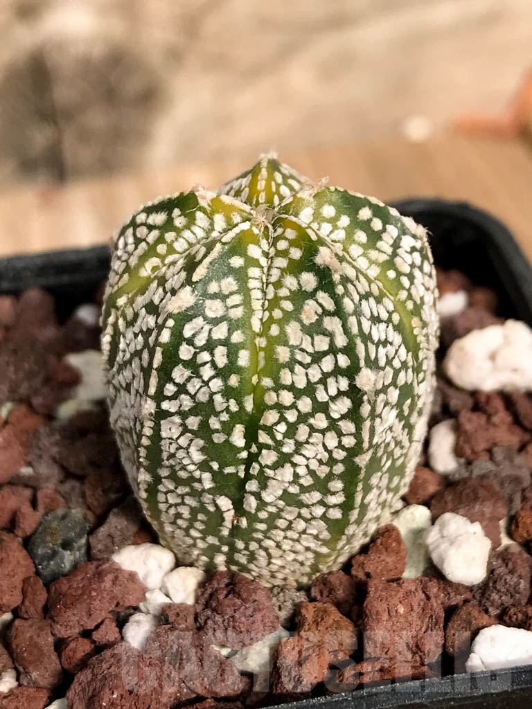 SHPR8923 Astrophytum hybrid ONZ-SK (A. myriostigma cv. Onzuka x A. asterias cv. Superkabuto) - Image 2