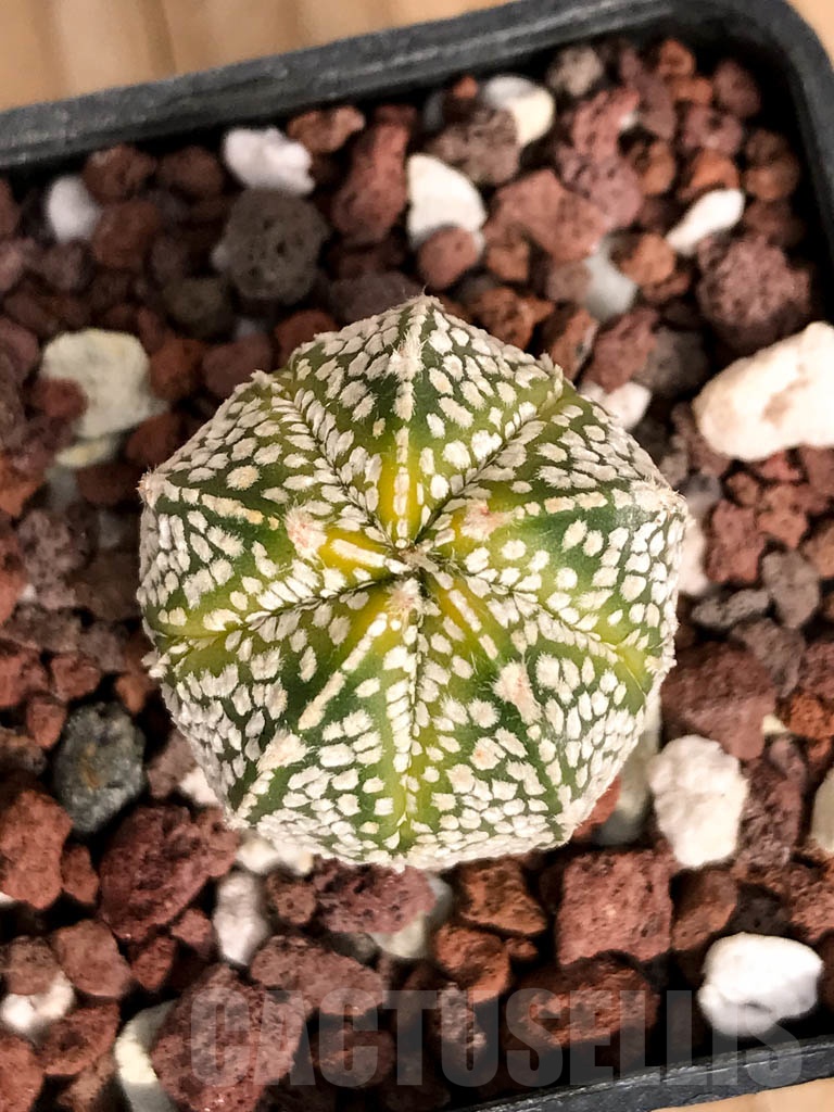 SHPR8923 Astrophytum hybrid ONZ-SK (A. myriostigma cv. Onzuka x A. asterias cv. Superkabuto)