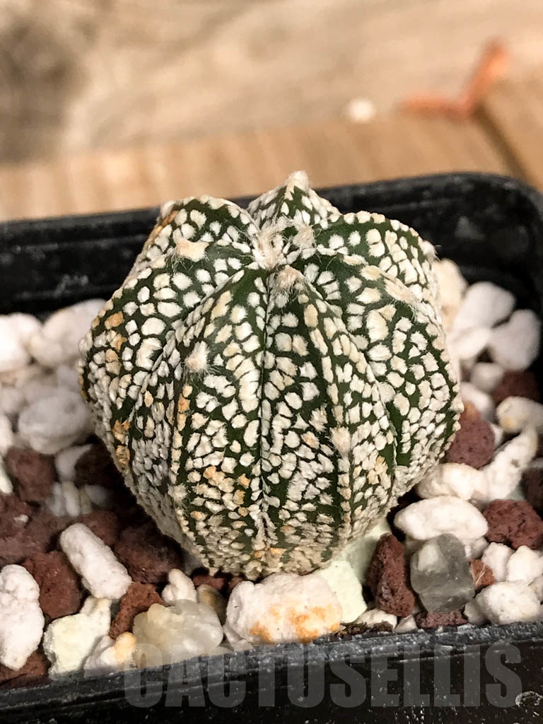SHPR8924 Astrophytum hybrid ONZ-SK (A. myriostigma cv. Onzuka x A. asterias cv. Superkabuto) – Bild 2