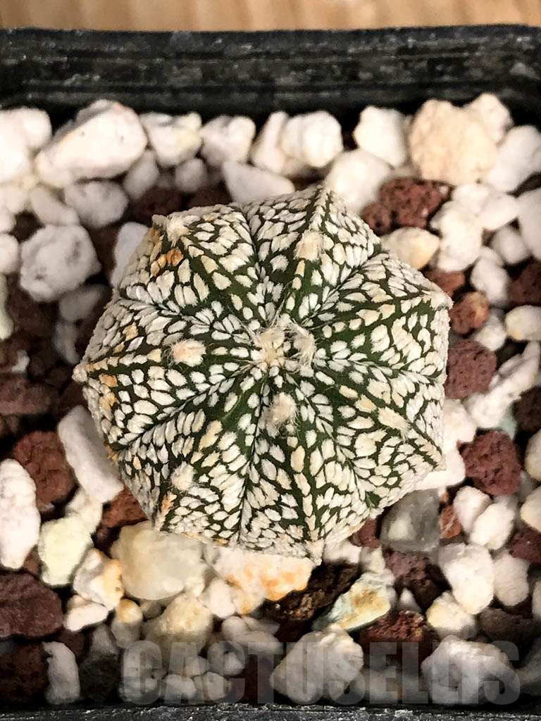 SHPR8924 Astrophytum hybrid ONZ-SK (A. myriostigma cv. Onzuka x A. asterias cv. Superkabuto)