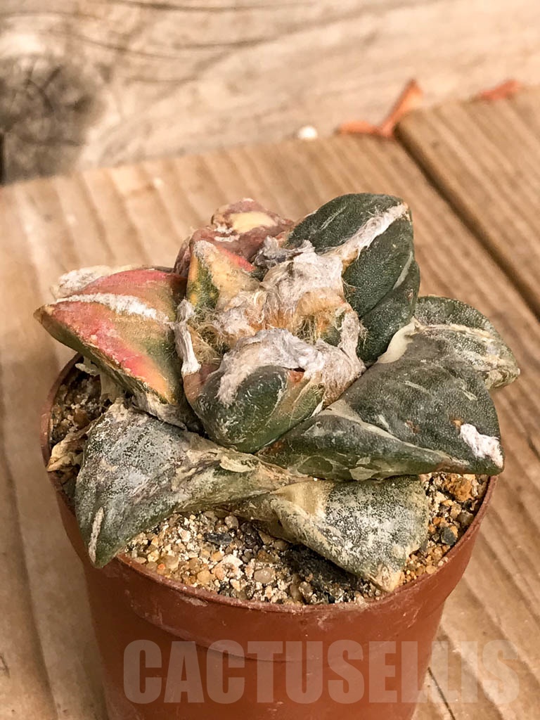 SHPR8926 Ariocarpus retusus hybrid f. variegata - Image 2