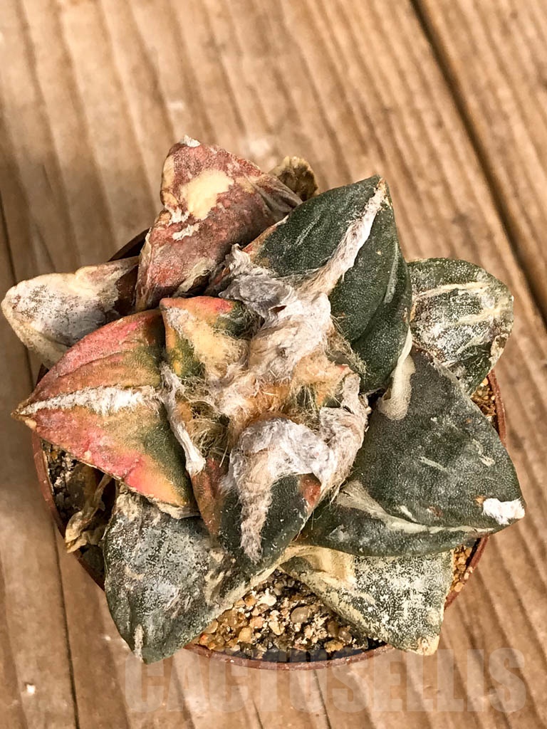SHPR8926 Ariocarpus retusus hybrid f. variegata