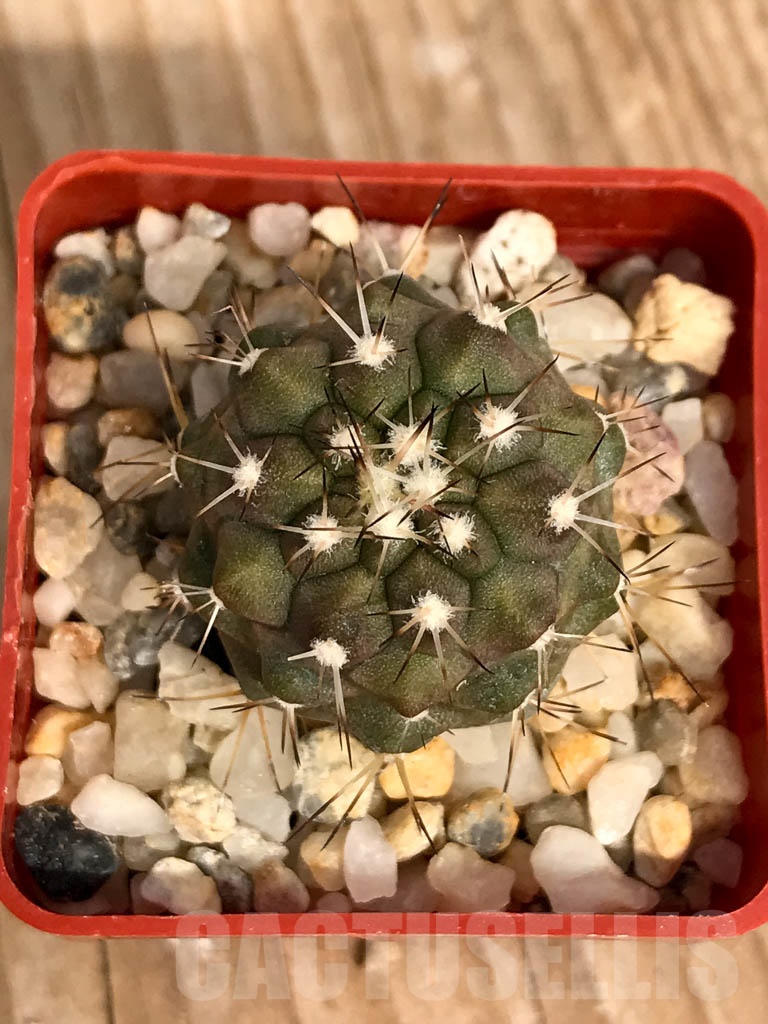 SHPR8927 Copiapoa cinerea v. albispina, Chile - Image 3