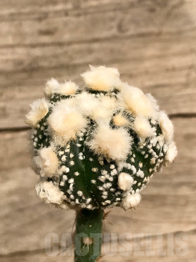SHPR8930 Astrophytum asterias cv. Ooibo
