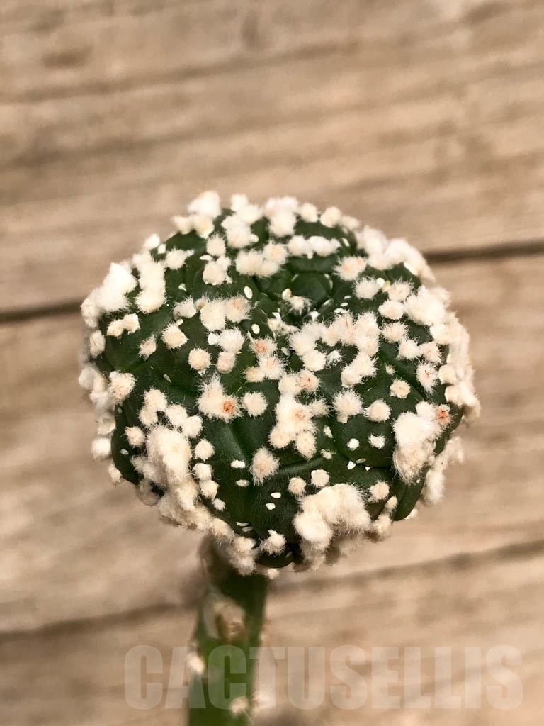 SHPR8932 Astrophytum asterias cv. Hanazono