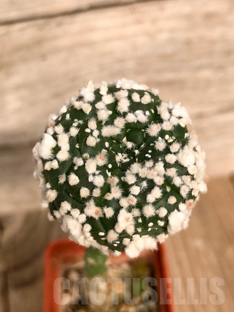 SHPR8932 Astrophytum asterias cv. Hanazono - immagine 3