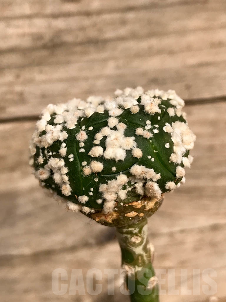 SHPR8932 Astrophytum asterias cv. Hanazono - immagine 2