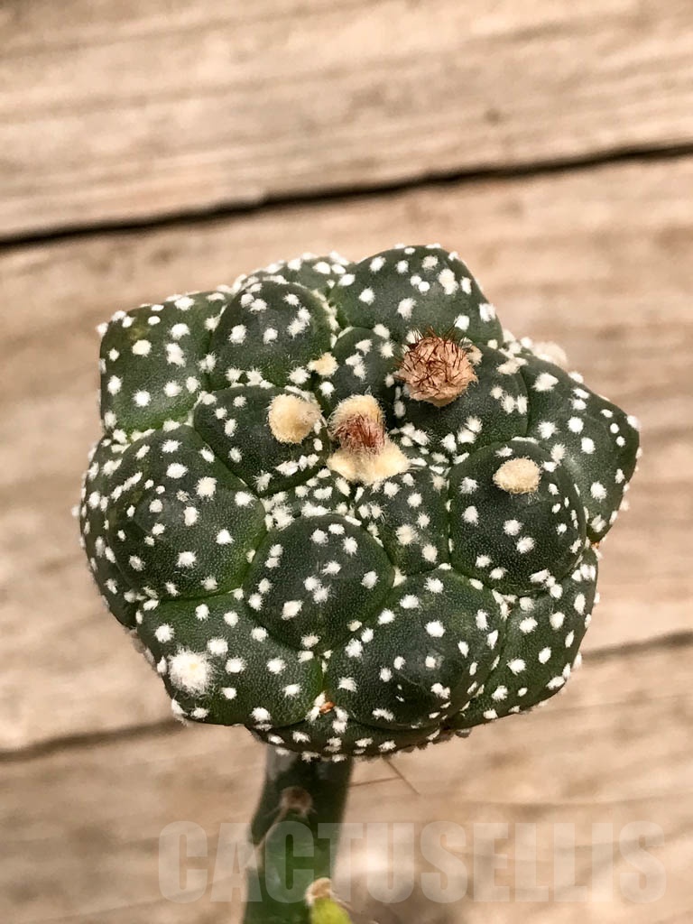SHPR8933 Astrophytum asterias cv. Super Kabuto x Kikko