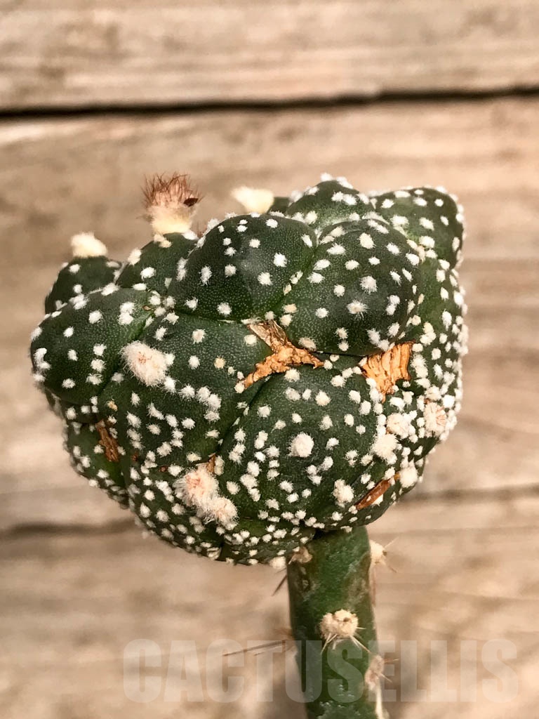 SHPR8933 Astrophytum asterias cv. Super Kabuto x Kikko - Image 3