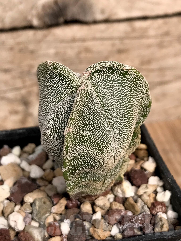 SHPR8935 Astrophytum myriostigma cv. Onzuka - Image 2