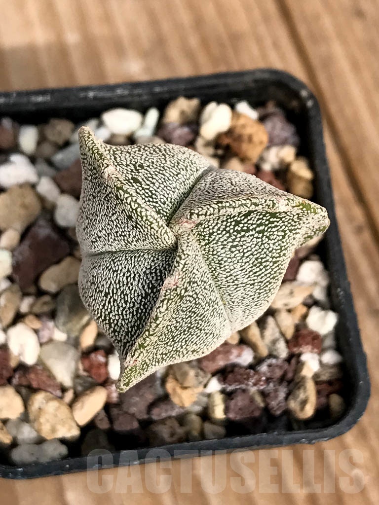 SHPR8935 Astrophytum myriostigma cv. Onzuka